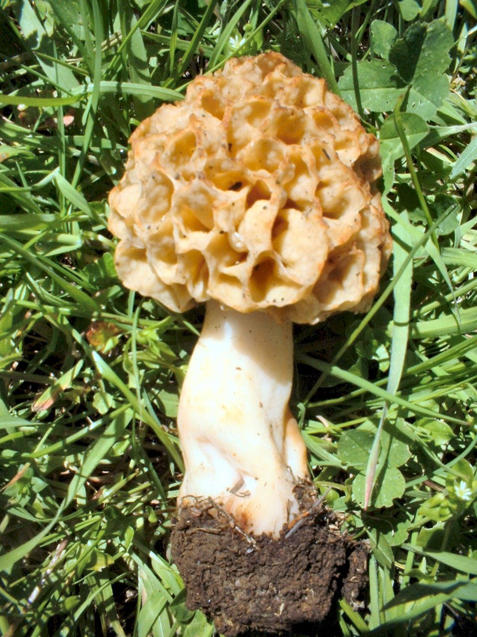 Morchella rotunda